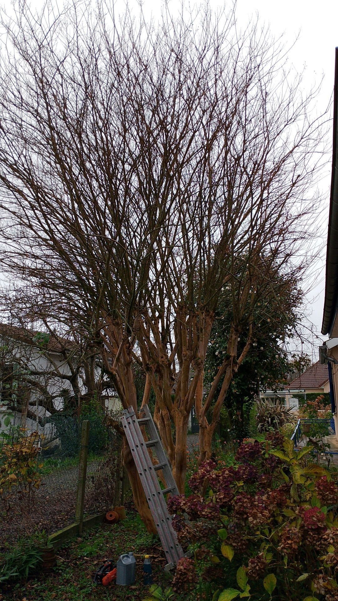 Élagage de grand arbre avec échelle en Béarn