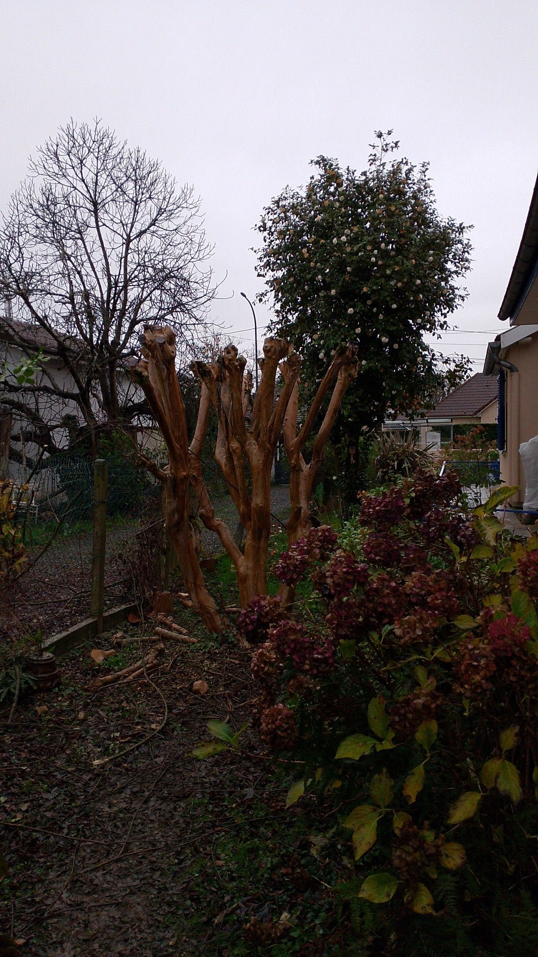 Taille sévère d'un arbre avant repousse — jardin près de Nay
